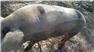 Gloucestershire Old Spot Pig (Swainsboro, GA) for Sale