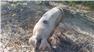 Gloucestershire Old Spot Pig (Swainsboro, GA) for Sale