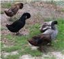 Khaki Campbell Ducklings (Swainsboro, GA) for Sale