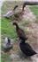 Khaki Campbell Ducklings (Swainsboro, GA) for Sale