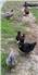 Khaki Campbell Ducklings (Swainsboro, GA) for Sale