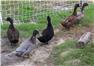 Khaki Campbell Ducklings (Swainsboro, GA) for Sale