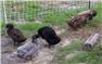 Khaki Campbell Ducklings (Swainsboro, GA) for Sale