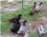 Khaki Campbell Ducklings (Swainsboro, GA) for Sale