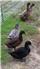 Khaki Campbell Ducklings (Swainsboro, GA) for Sale