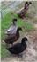 Khaki Campbell Ducklings (Swainsboro, GA) for Sale