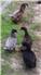 Khaki Campbell Ducklings (Swainsboro, GA) for Sale