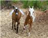 Nubian Buckling Goats (Swainsboro, GA) for Sale