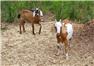 Nubian Buckling Goats (Swainsboro, GA) for Sale
