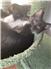 Barn cats for Sale