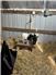 Nigerian Dwarf Mating Pair for Sale