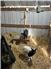 Nigerian Dwarf Mating Pair for Sale