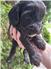 Caviler King Charles Spaniels, 2 males, rare black and white no tan markings for Sale