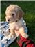 Mini Poodles apricots and chocolates for Sale