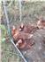 Isa Brown Laying Hens for Sale