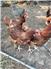 Isa Brown Laying Hens for Sale