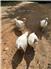 White broad breasted turkeys for Sale