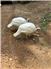 White broad breasted turkeys for Sale