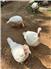 White broad breasted turkeys for Sale