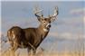 Wanted I am looking for a deer hunting lease for the 2025/26 archery season