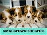 AKC Shelties for Sale