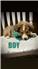 AKC Shelties for Sale