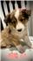 AKC Shelties for Sale