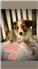 AKC Shelties for Sale
