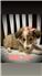 AKC Shelties for Sale