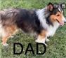AKC Shelties for Sale