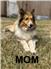 AKC Shelties for Sale