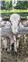 4 good young breeding rams for Sale