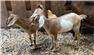 Twin miniature Nubian doelings for Sale