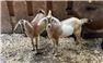 Twin miniature Nubian doelings for Sale