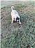 Kangal Puppies for Sale