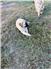 Kangal Puppies for Sale
