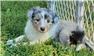 Puppies for Sale