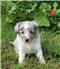 Puppies for Sale