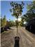 B-Grade Trees for Sale
