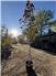 B-Grade Trees for Sale