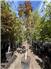 B Grade Trees for Sale