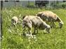Katahdin/ Dorper hair sheep  for Sale
