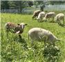 Katahdin/ Dorper hair sheep  for Sale