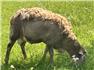 Katahdin/ Dorper hair sheep  for Sale