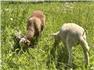 Katahdin/ Dorper hair sheep  for Sale