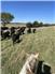 Pasture and care available in Eastern KS for calves for Sale