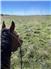 Pasture and care available in Eastern KS for calves for Sale