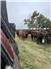 Pasture and care available in Eastern KS for calves for Sale