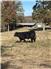 Purebred Salers Bulls for Sale