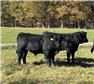 Purebred Salers Bulls for Sale